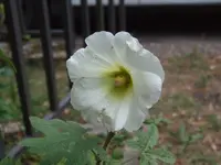 DSCF3941.webp