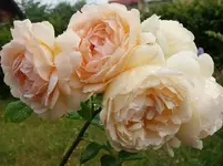 rsn2015 (21).webp