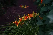 Taglilie (Kopie).webp