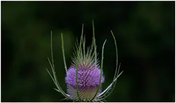 wilde Karde (Kopie).webp