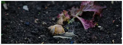 Weinbergschnecke an Salat (Kopie).webp