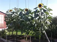20150720_085537.webp