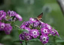 Taubenschwänzchen (3).webp