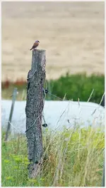 Neuntöter (Kopie).webp