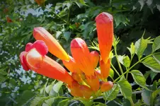 DSCF2133 (2).webp