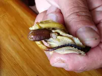 Mussel Patties Rosem. (3)v.webp