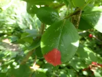 P1450121.webp