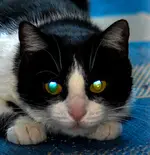 opal pils-2928.webp