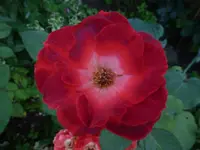 P1470008.webp
