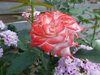 P1470256.webp