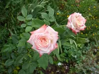 P1470401.webp