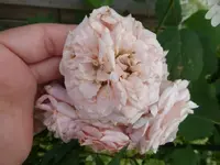 P1470421.webp