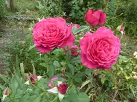 P1470351.webp