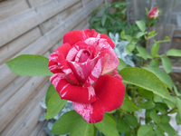 P1470270.webp