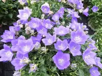 Bilda018.webp