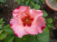 P1440921.webp