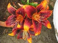 040_1024x768.webp