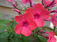 P1470319.webp