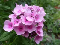 P1470400.webp