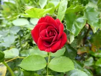 P1010031.webp