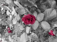 P1010034.webp