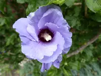 P1010038.webp
