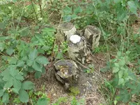 P1450870.webp