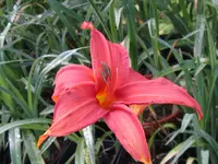 sä crimson p. x nn_1024x768.webp