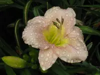 spray of pearls_1024x768.webp