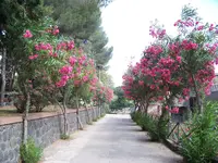 100_6345.webp