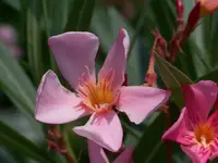 100_6329.webp