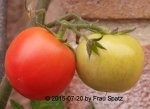 Forum Tomaten 40D_2015_07_20_00902.JPG