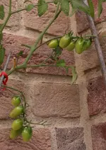 Forum Tomaten 40D_2015_07_20_00925.webp