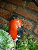 Pyromellas Dompfaff.webp