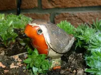 Pyromellas Rotkehlchen.webp