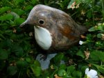 Pyromellas Wasseramsel.jpg