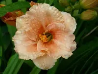 k-DSCI3659.webp