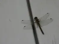 Libelle.webp