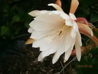 P7200790.webp