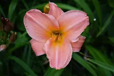 DSC_4978.webp