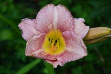 DSC_4986.webp