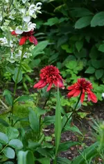 DSC_4982.webp