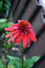 DSC_4983.webp
