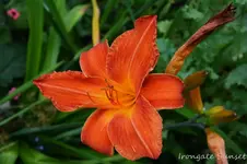 DSC_4975.webp