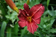 DSC_4976.webp