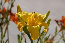 Golden Empaulets.webp