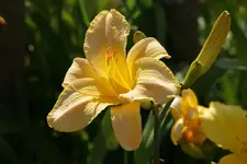 Heavenly Harp.webp