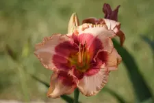 Little Red Dragon.webp