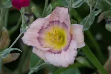 Siloam David Kirchhoff.webp