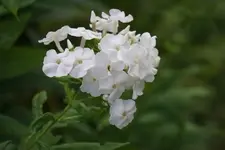 DSC03478.webp